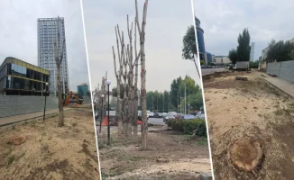 Спил деревьев в Астане: причины и реакция жителей на срубленные карагачи