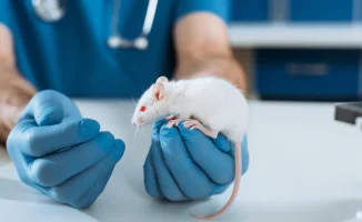 Мыши победили диабет: антитела спасают печень от болезни