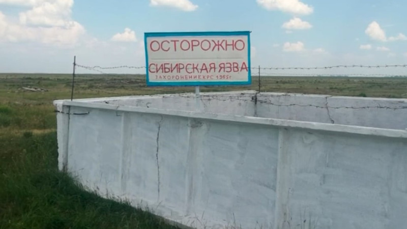 Дефицит вакцин усугубил вспышку сибирской язвы в Акмолинской области, угрожая здоровью населения