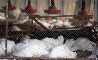 Птичий грипп в Германии: забито более 500 000 голов птицы