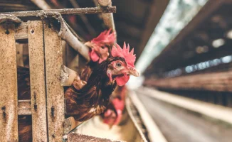 Смерть от H5N5 в США: возможные угрозы для здоровья и меры предосторожности в борьбе с птичьим гриппом