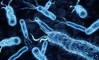 Возраст и образ жизни: влияние на кишечные бактерии и их общение