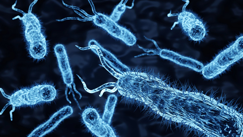 Возраст и образ жизни: влияние на кишечные бактерии и их общение