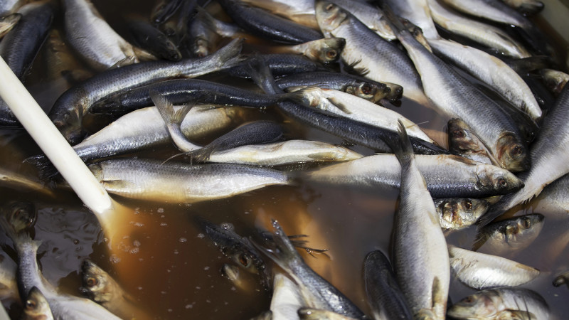 Казахстанцы делятся фото паразитов в рыбе: рост недовольства качеством продуктов питания