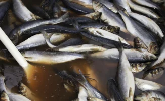 Казахстанцы делятся фото паразитов в рыбе: рост недовольства качеством продуктов питания