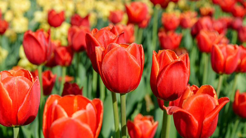 Сколько дней будут отдыхать казахстанцы в марте 2026 года: календарь