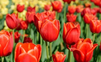 Сколько дней будут отдыхать казахстанцы в марте 2026 года: календарь