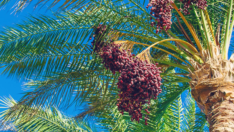 Казахстанцам рекомендовали избегать свиней из-за вируса Нипах