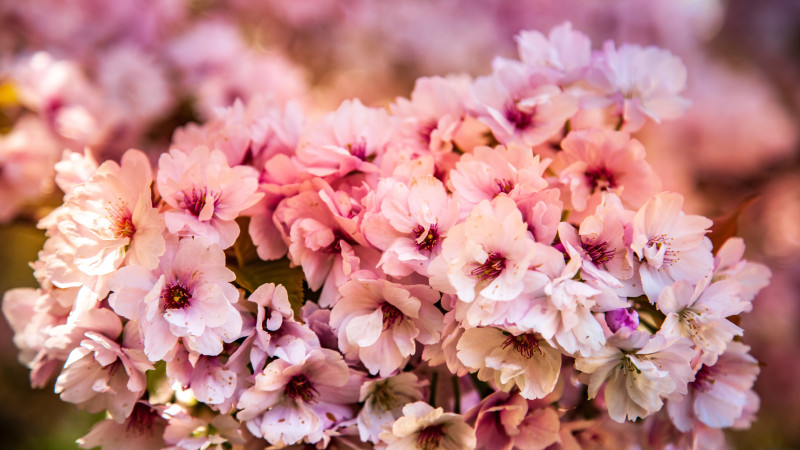 Казахстанцы смогут отдохнуть почти всю вторую половину марта