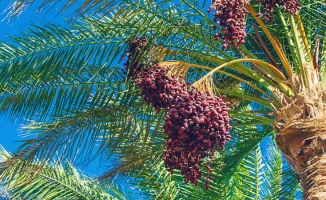 Казахстанцам рекомендовали избегать свиней из-за вируса Нипах