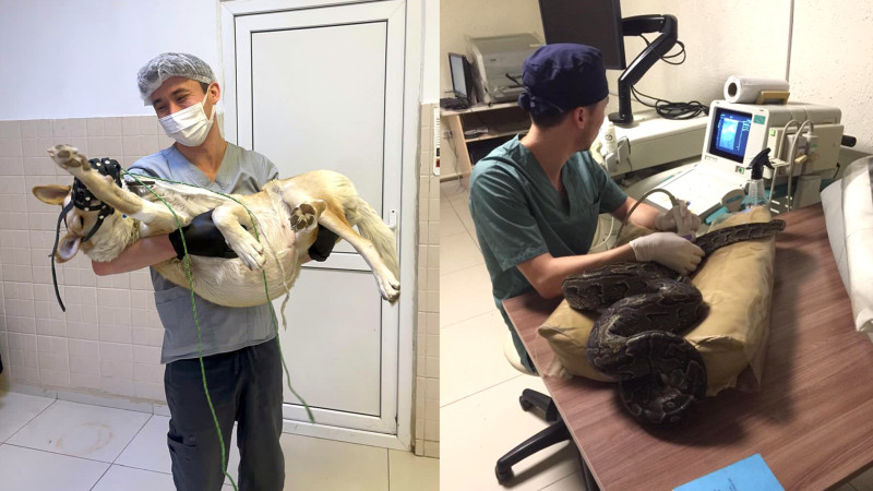 Светлогорск: Истории о жестокости к животным в городе