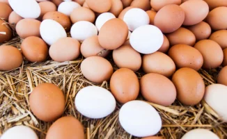 Казахстан меняет вектор: экспорт говядины под угрозой, импорт яиц обеспечит продовольственную безопасность