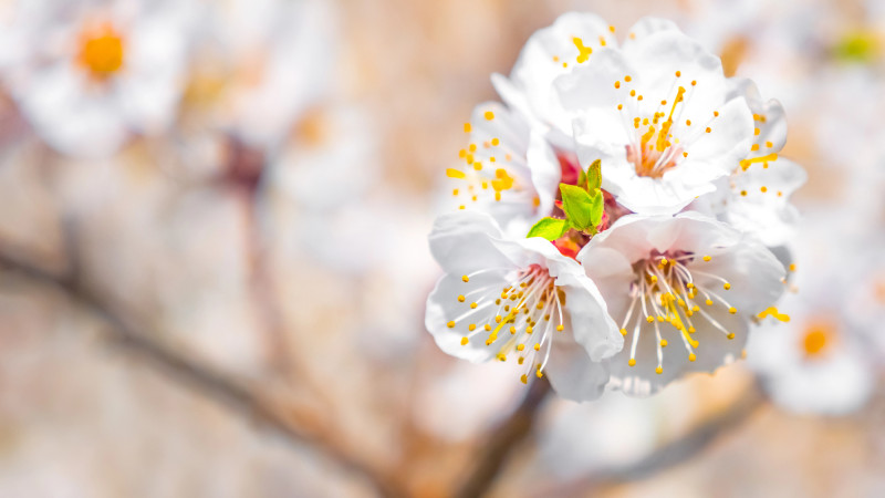 Казахстанцы смогут наслаждаться отдыхом почти половину мая