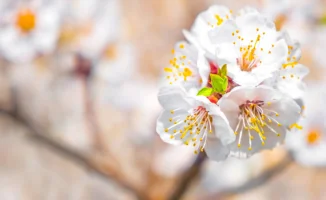 Казахстанцы смогут наслаждаться отдыхом почти половину мая