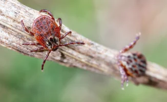 Клещи атакуют: 78 пострадавших в Алматы за сезон