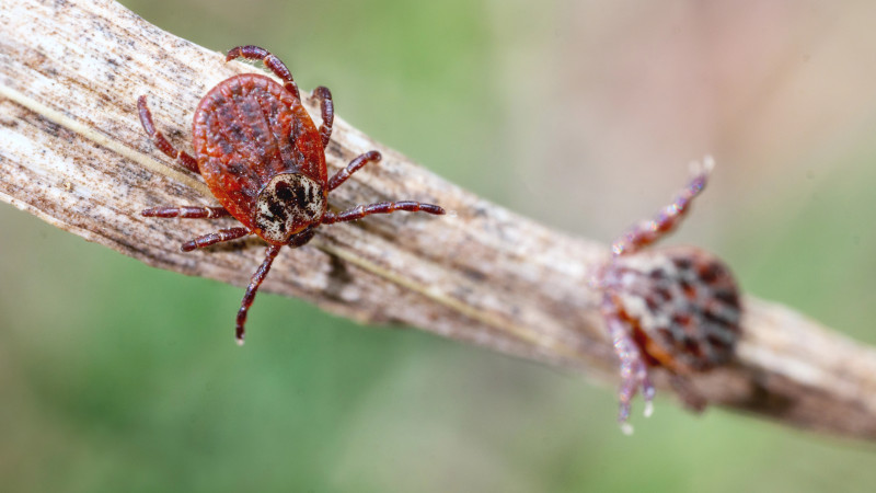 Клещи атакуют: 78 пострадавших в Алматы за сезон