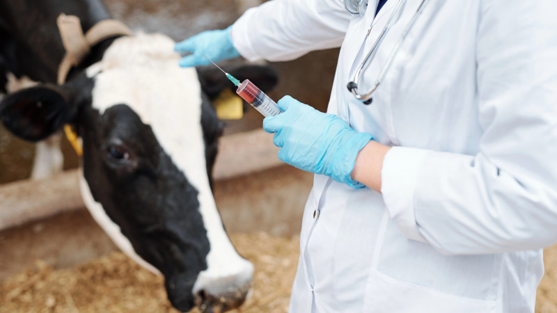 Риски распространения бешенства из России в Казахстан: комментарий Минсельхоза